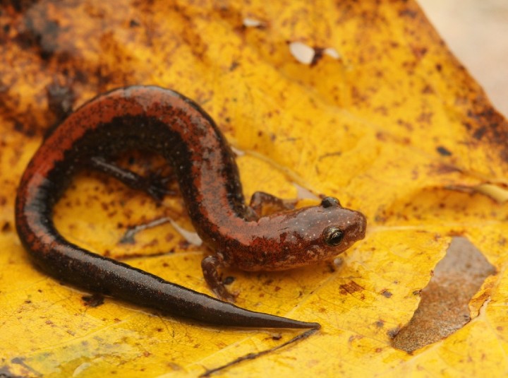 Redback Salamander